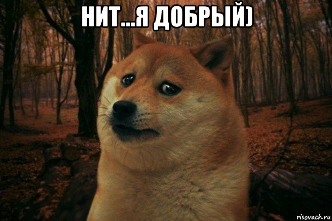 нит...я добрый) , Мем SAD DOGE