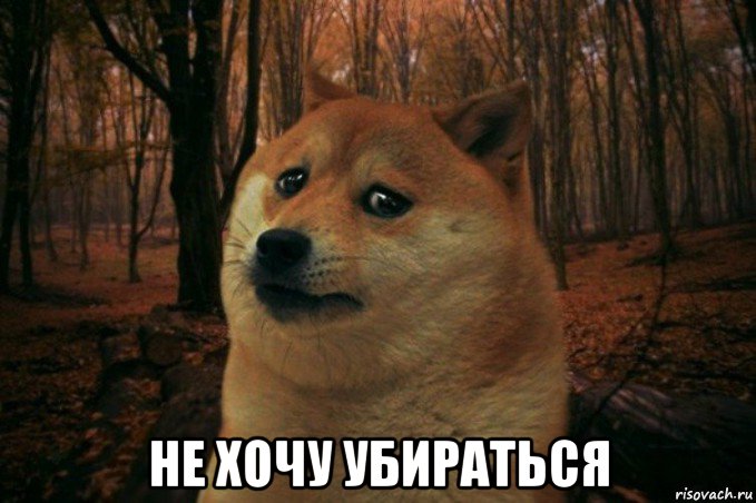  не хочу убираться, Мем SAD DOGE