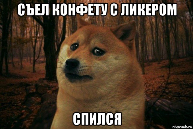 съел конфету с ликером спился, Мем SAD DOGE