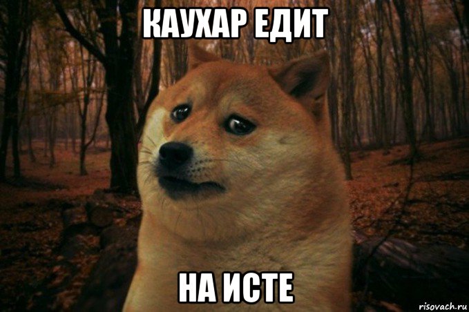 каухар едит на исте, Мем SAD DOGE