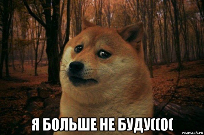  я больше не буду((0(, Мем SAD DOGE