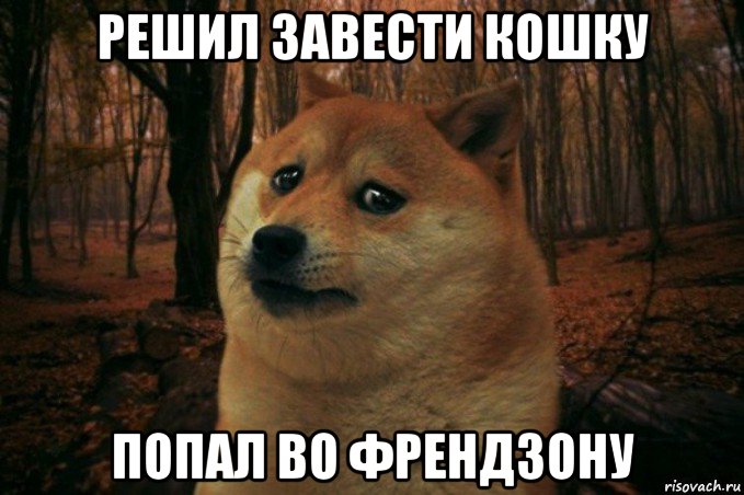 решил завести кошку попал во френдзону, Мем SAD DOGE