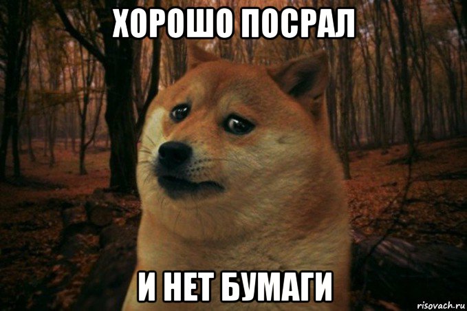 хорошо посрал и нет бумаги, Мем SAD DOGE