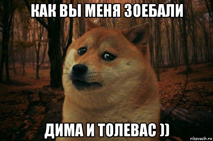 как вы меня зоебали дима и толевас )), Мем SAD DOGE