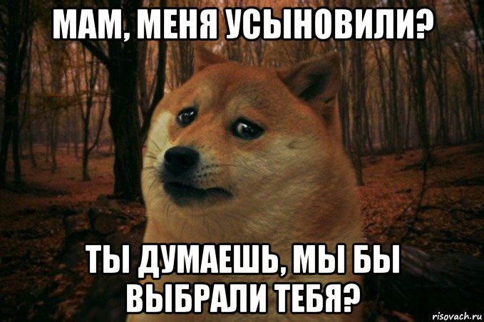 мам, меня усыновили? ты думаешь, мы бы выбрали тебя?, Мем SAD DOGE