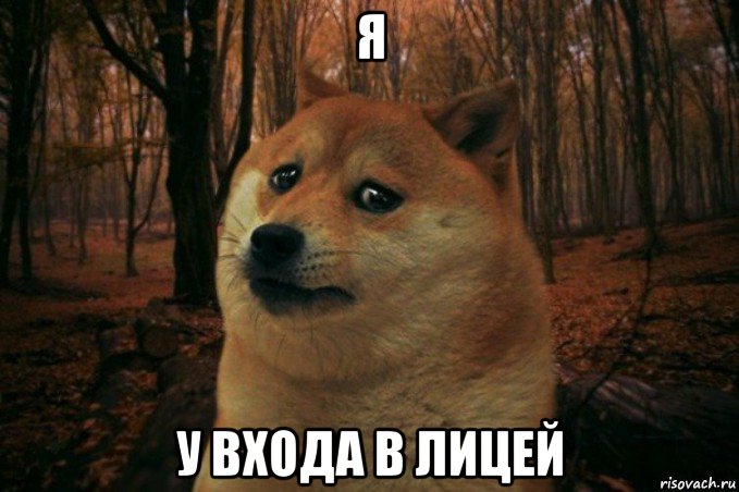 я у входа в лицей, Мем SAD DOGE