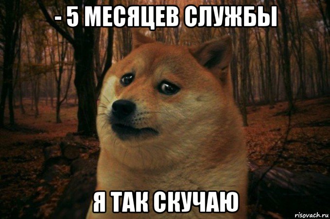 - 5 месяцев службы я так скучаю, Мем SAD DOGE