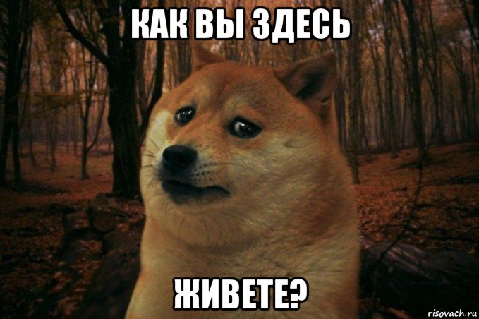 как вы здесь живете?, Мем SAD DOGE