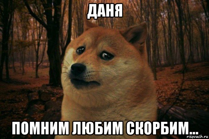 даня помним любим скорбим..., Мем SAD DOGE