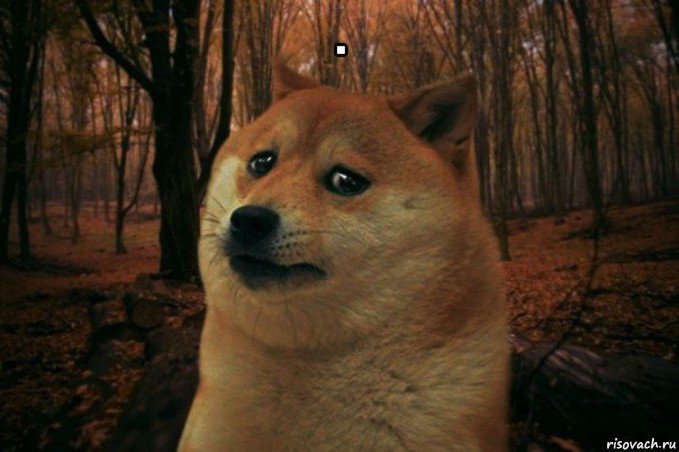 . , Мем SAD DOGE