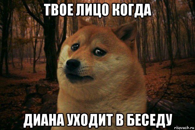 твое лицо когда диана уходит в беседу, Мем SAD DOGE