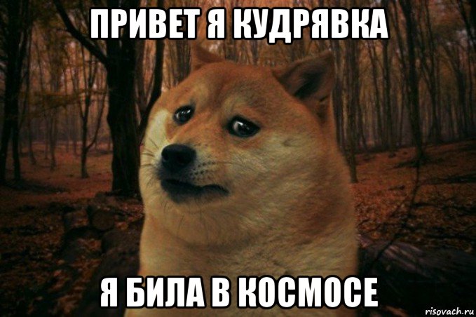 привет я кудрявка я била в космосе, Мем SAD DOGE