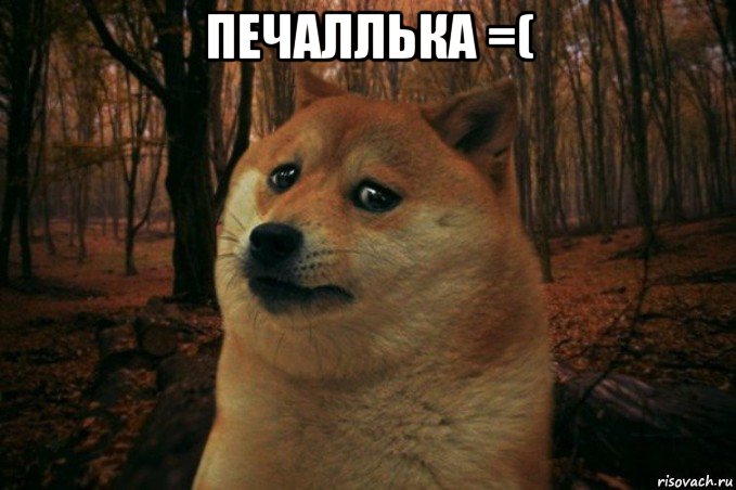 печаллька =( , Мем SAD DOGE