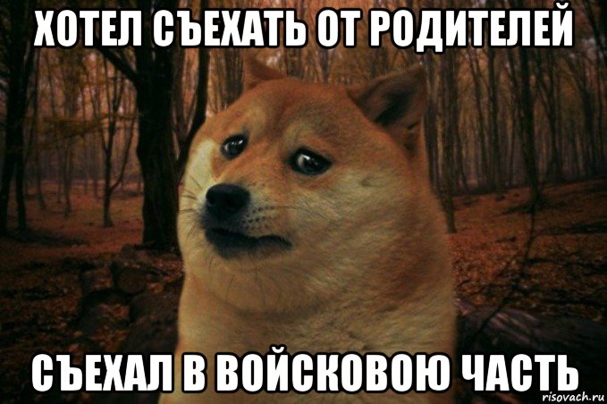 хотел съехать от родителей съехал в войсковою часть, Мем SAD DOGE