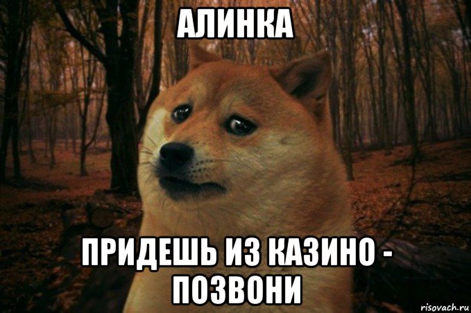 алинка придешь из казино - позвони, Мем SAD DOGE