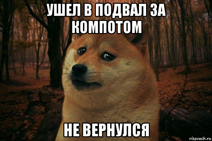 ушел в подвал за компотом не вернулся, Мем SAD DOGE