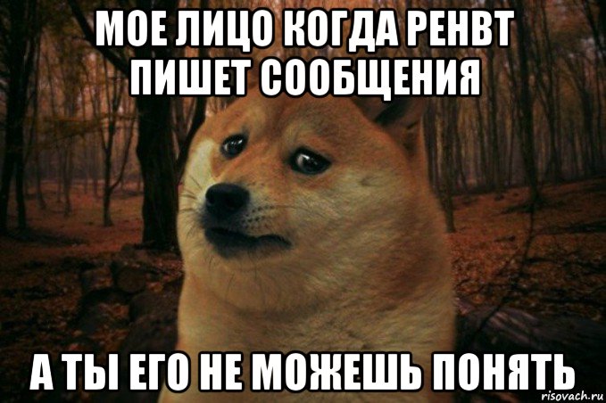 мое лицо когда ренвт пишет сообщения а ты его не можешь понять, Мем SAD DOGE