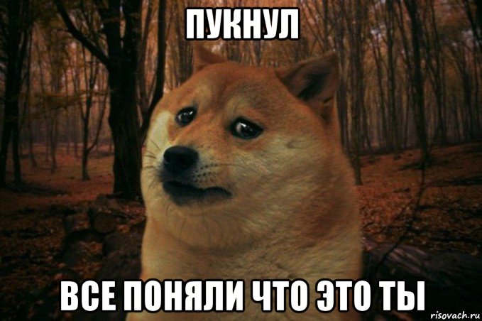 пукнул все поняли что это ты, Мем SAD DOGE