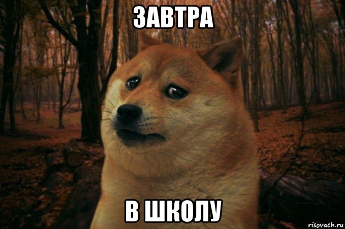 завтра в школу, Мем SAD DOGE