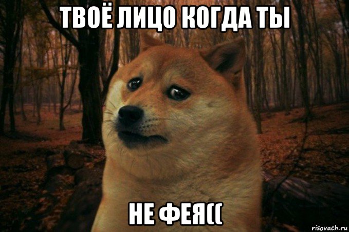 твоё лицо когда ты не фея((, Мем SAD DOGE