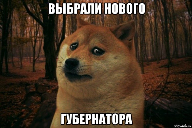 выбрали нового губернатора, Мем SAD DOGE