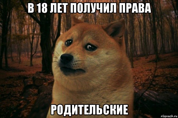 в 18 лет получил права родительские, Мем SAD DOGE