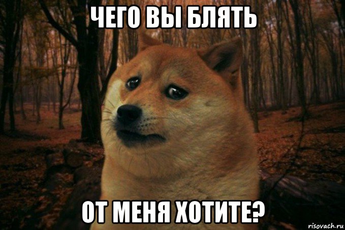 чего вы блять от меня хотите?, Мем SAD DOGE