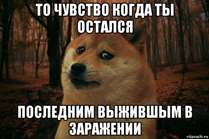 то чувство когда ты остался последним выжившым в заражении, Мем SAD DOGE