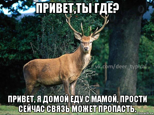 привет,ты где? привет, я домой еду с мамой, прости сейчас связь может пропасть., Мем Паблик Типичный олень