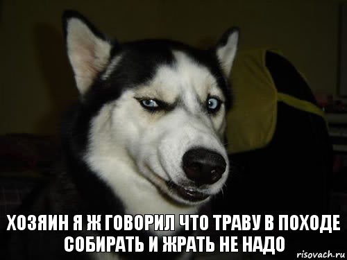 хозяин я ж говорил что траву в походе собирать и жрать не надо, Комикс  Собака подозревака