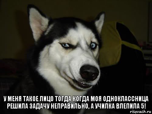 у меня такое лицо тогда когда моя одноклассница решила задачу неправильно, а училка влепила 5!, Комикс  Собака подозревака