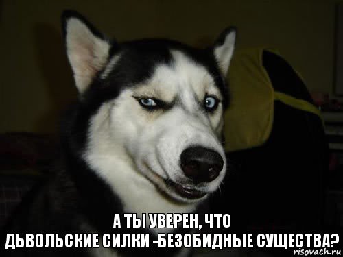 А ты уверен, что
дьвольские силки -безобидные существа?, Комикс  Собака подозревака