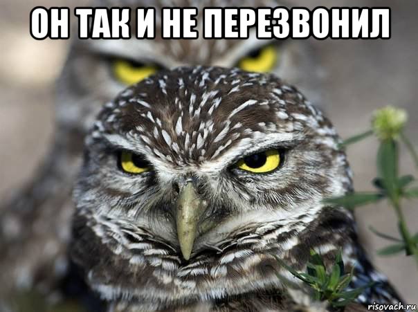 он так и не перезвонил , Мем сова