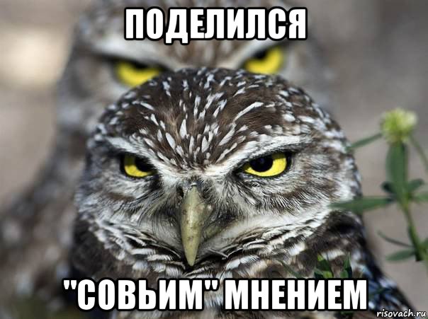поделился "совьим" мнением, Мем сова