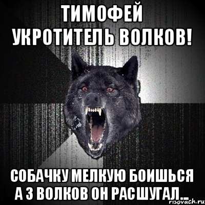 Тимофей укротитель волков! Собачку мелкую боишься а 3 волков он расшугал..., Мем Сумасшедший волк