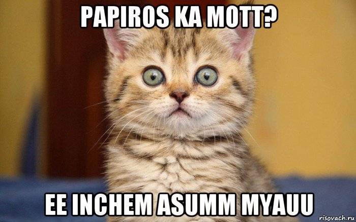 papiros ka mott? ee inchem asumm myauu