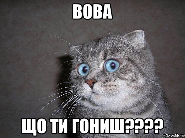 Вова що ти гониш????, Мем  удивлённый кот