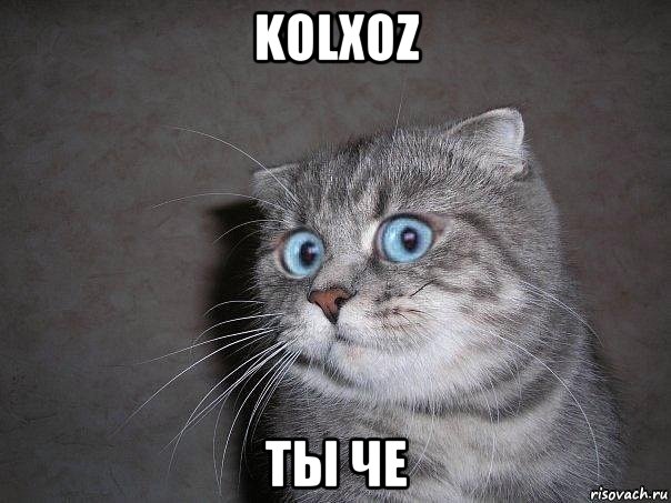 kolxoz ты че, Мем  удивлённый кот