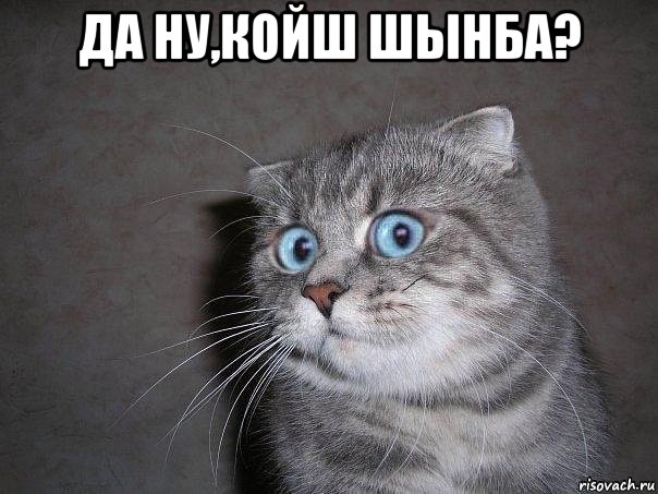 да ну,койш шынба? , Мем  удивлённый кот