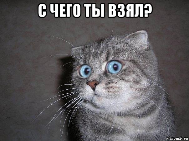 с чего ты взял? , Мем  удивлённый кот