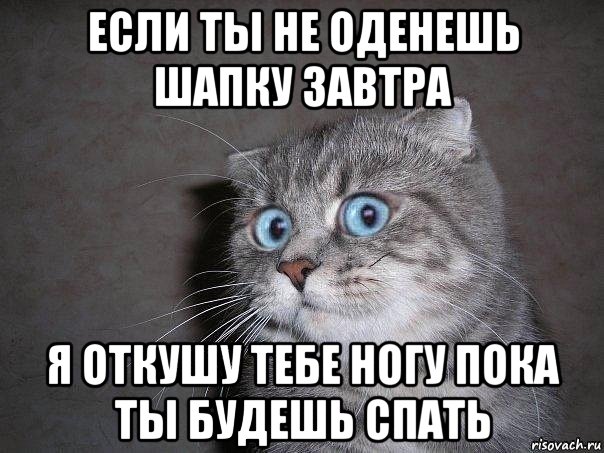 если ты не оденешь шапку завтра я откушу тебе ногу пока ты будешь спать, Мем  удивлённый кот