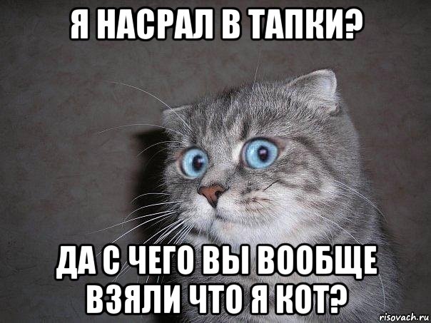 я насрал в тапки? да с чего вы вообще взяли что я кот?, Мем  удивлённый кот