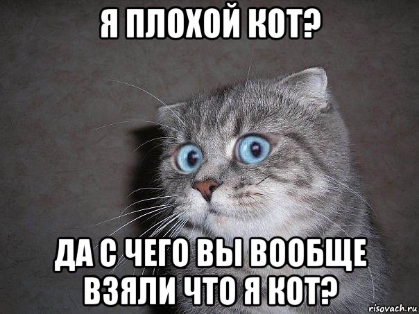 я плохой кот? да с чего вы вообще взяли что я кот?, Мем  удивлённый кот