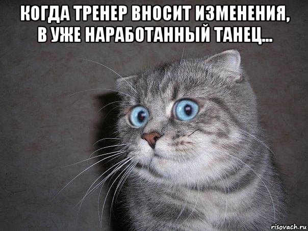 когда тренер вносит изменения, в уже наработанный танец... , Мем  удивлённый кот