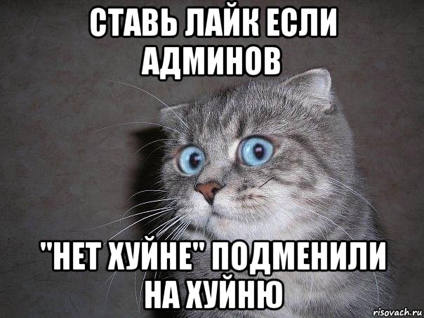 ставь лайк если админов "нет хуйне" подменили на хуйню, Мем  удивлённый кот