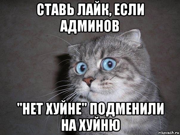 ставь лайк, если админов "нет хуйне" подменили на хуйню, Мем  удивлённый кот