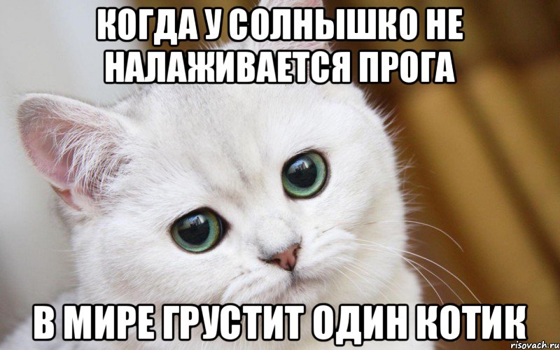 Когда у солнышко не налаживается прога в мире грустит один котик, Мем  В мире грустит один котик