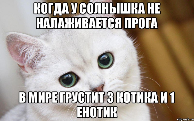 Когда у солнышка не налаживается прога в мире грустит 3 котика и 1 енотик, Мем  В мире грустит один котик