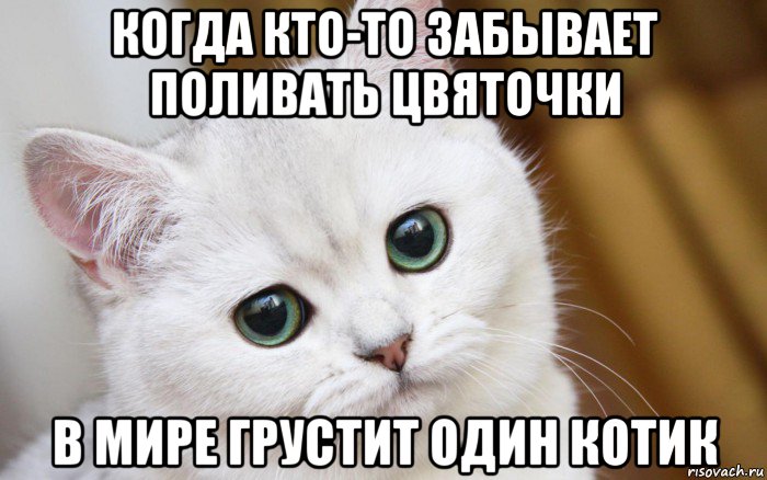 когда кто-то забывает поливать цвяточки в мире грустит один котик, Мем  В мире грустит один котик