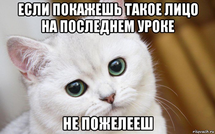 если покажешь такое лицо на последнем уроке не пожелееш, Мем  В мире грустит один котик